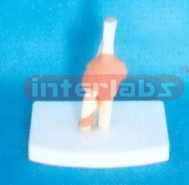 MIDDLE ELBOW JOINT-FUNCTIONAL MODEL